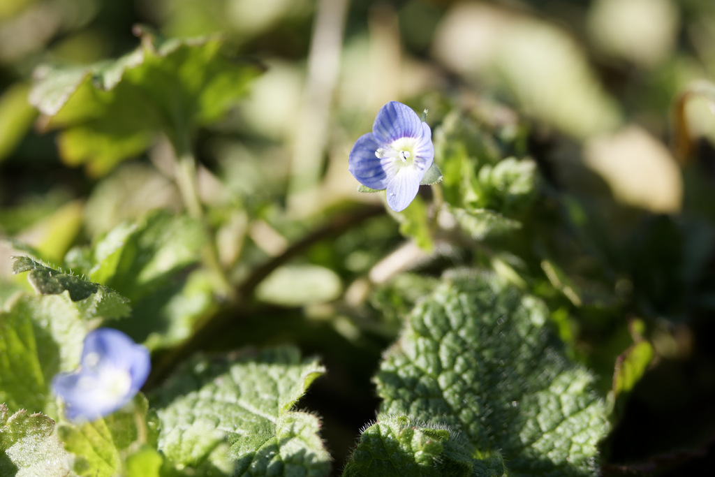 季節外れのオオイヌノフグリくん