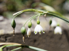 花が散ってふくらみが始まる