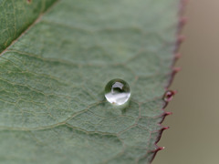あめしずくぷるぷるシリーズ