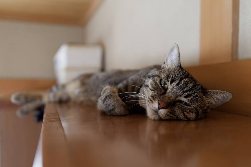 にゃんも