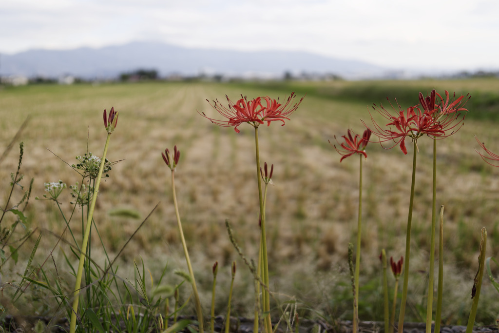 HIGAN-FLOWERS