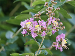 サルスベリのお花