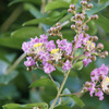 サルスベリのお花