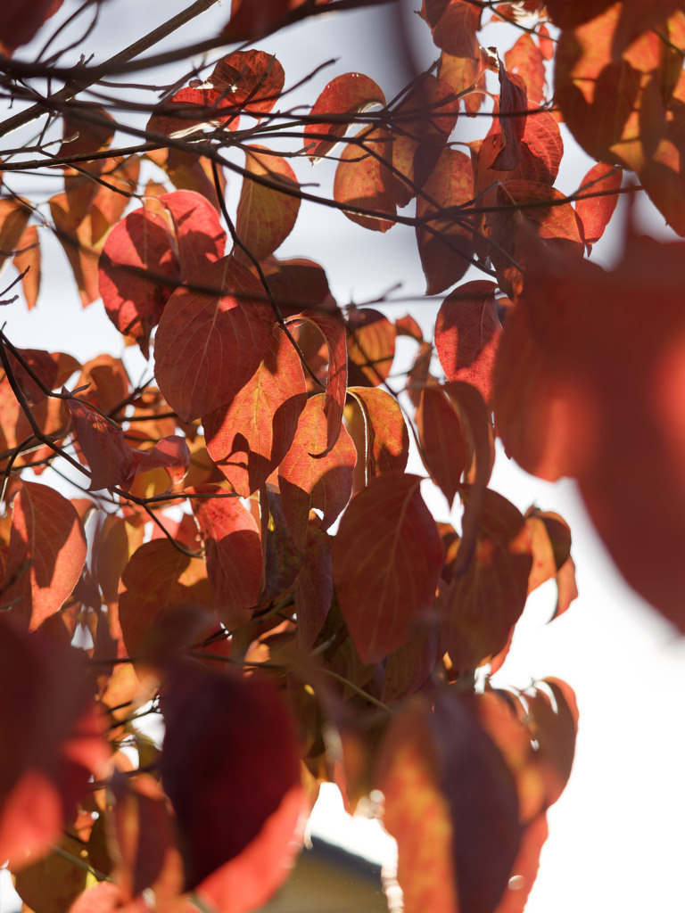 あきいろシリーズ