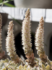 もう少しで満開