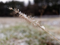 雪もしゃもしゃ