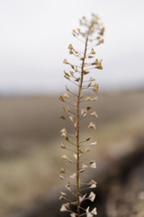 ペンペンストラクチャー