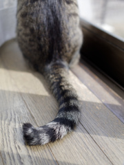 にゃんぽ