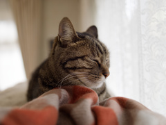 にゃんも