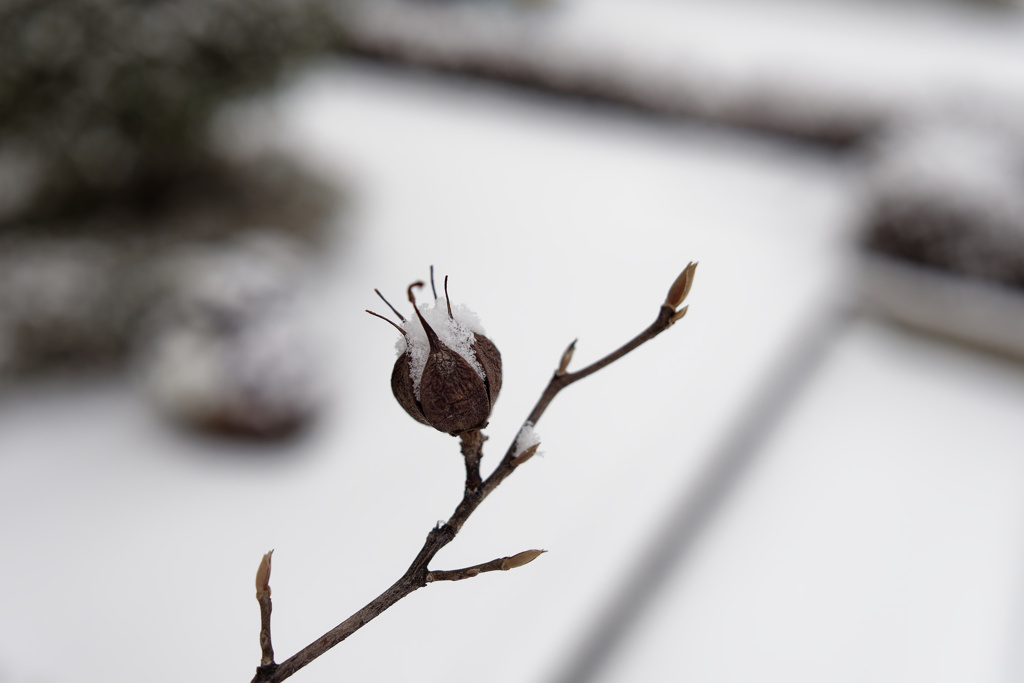 雪パクパクくん