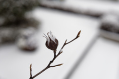 雪パクパクくん