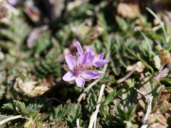 オランダフウロちゃん