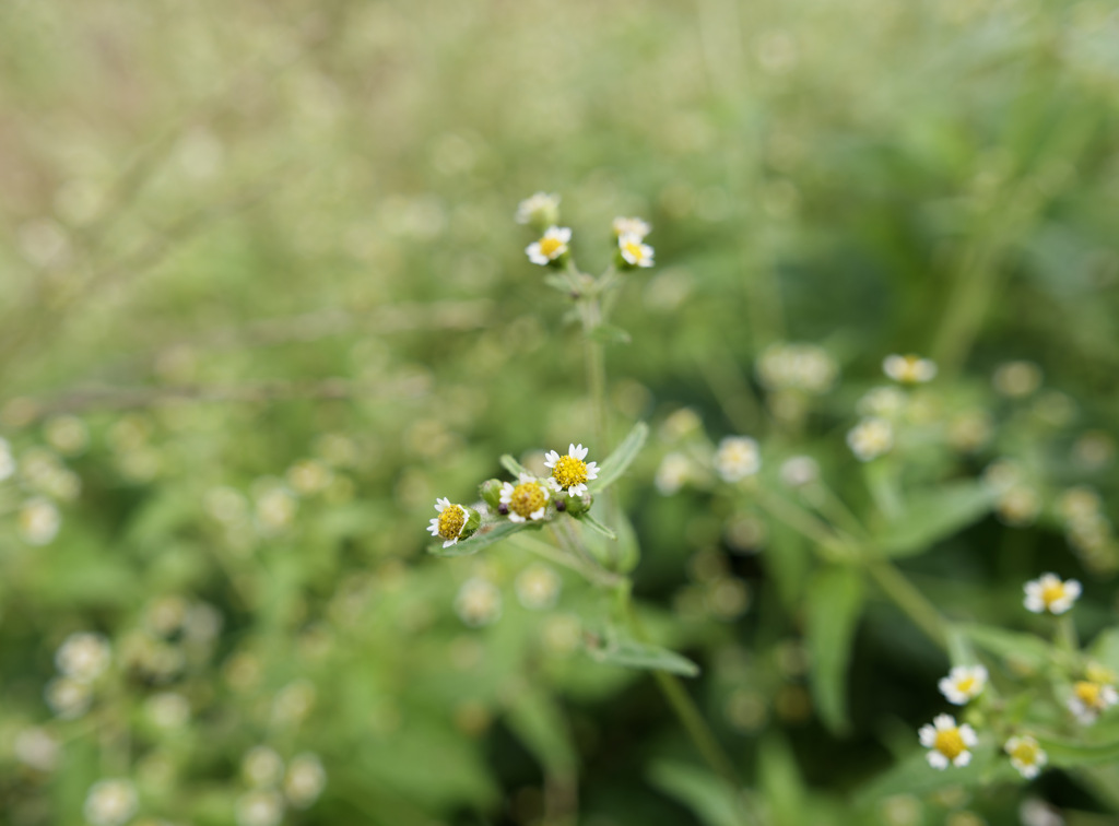 ひどいネーミングのハキダメギクちゃん