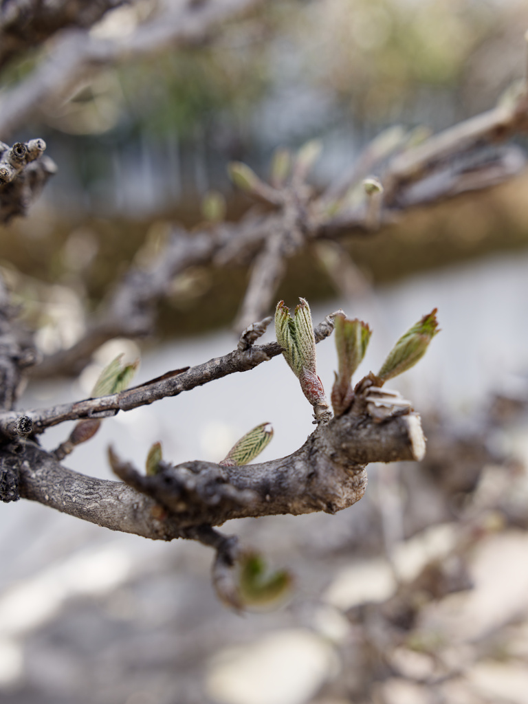 新芽にょきにょきシリーズ