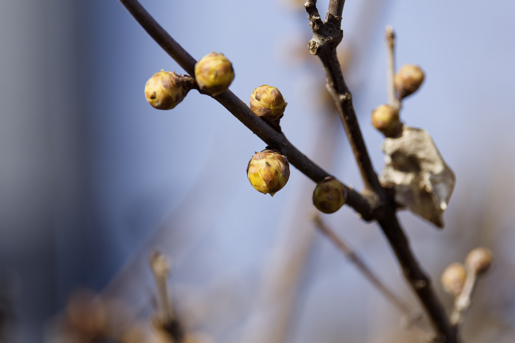 春の気配シリーズ