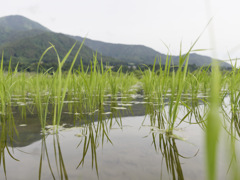 順調に育っております