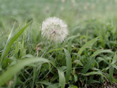 ほわほわシリーズ