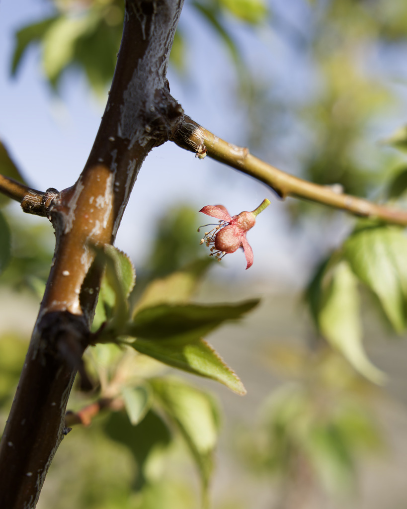 謎の空中浮遊お花