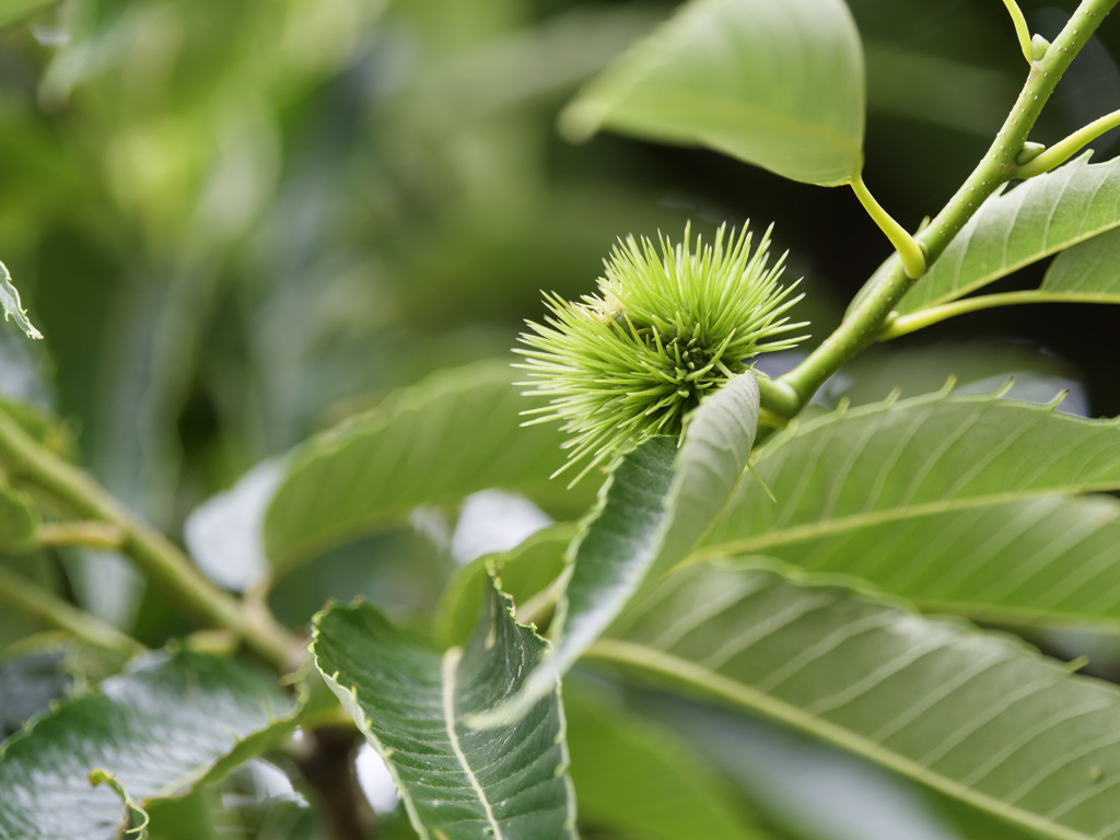 くりのｴｹﾁｪﾝ