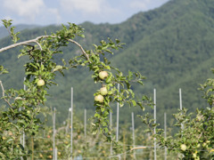 高まるりんごの存在感