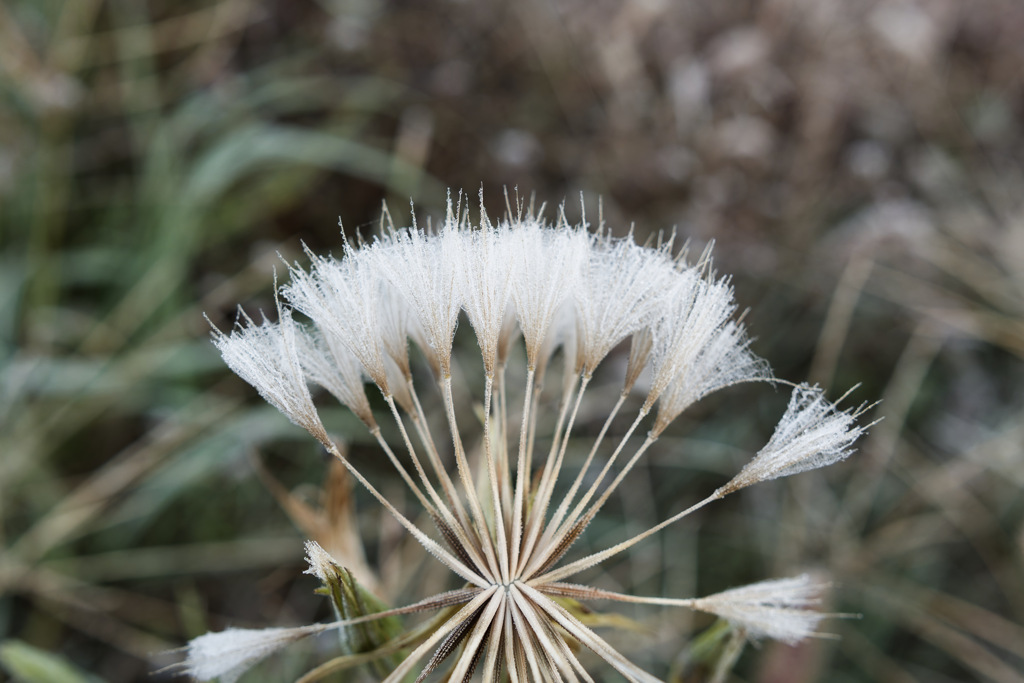 冷凍もしゅもしゅ