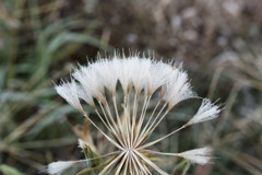 冷凍もしゅもしゅ