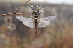 諸行無常シリーズ 諸行無常シリーズ