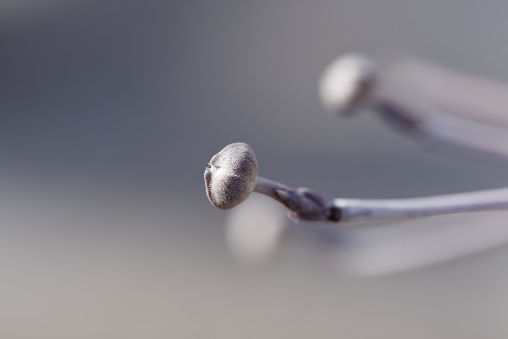 つぼみ of ハナミズキちゃん