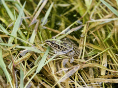 迷彩のプロであり、殿様でもある