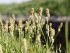 急に生えてきたなぞもしゃもしゃ