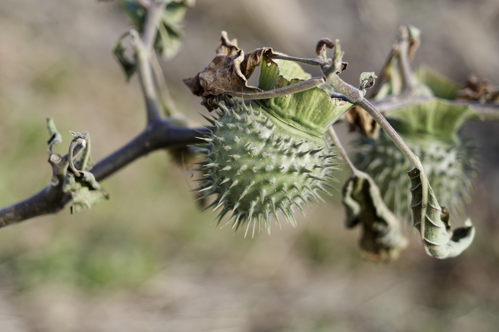 ﾄｹﾞﾄｹﾞｷﾝｸﾞ™