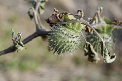 ﾄｹﾞﾄｹﾞｷﾝｸﾞ™