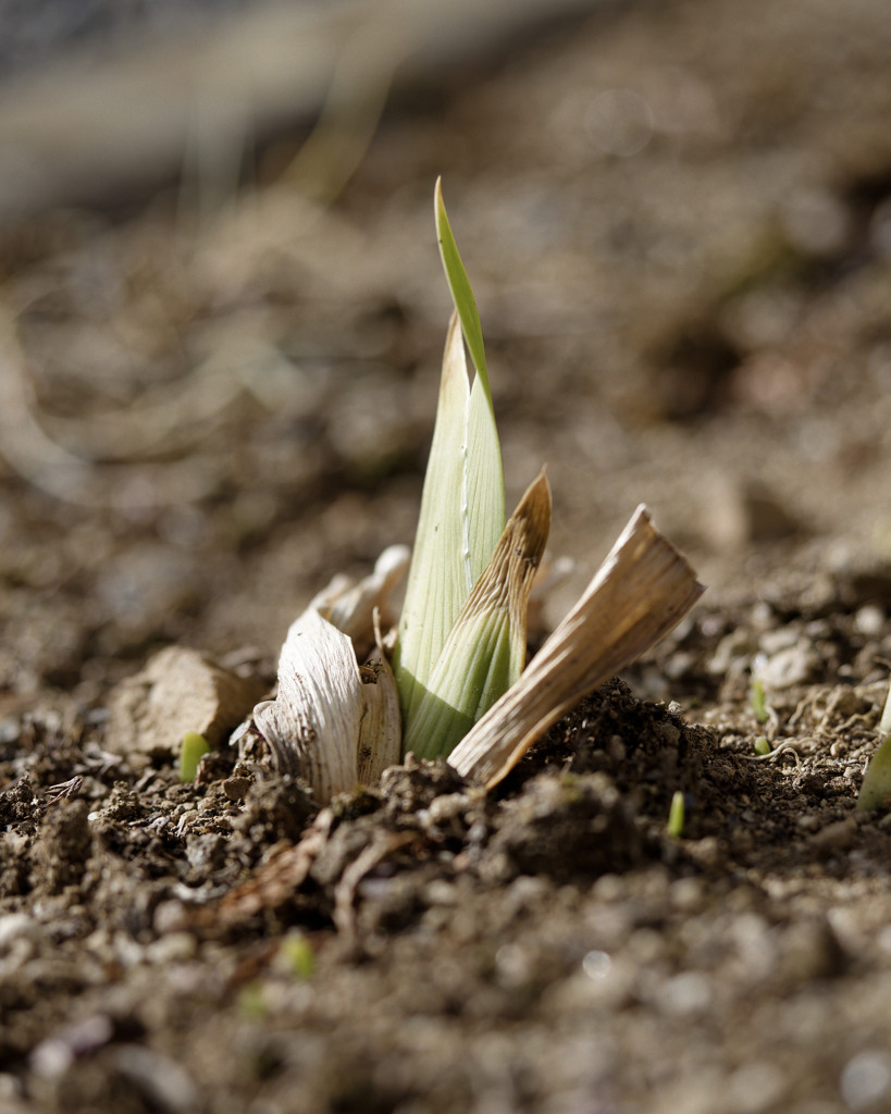 にょきにょきくん
