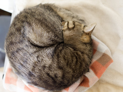 おどろきの丸さ
