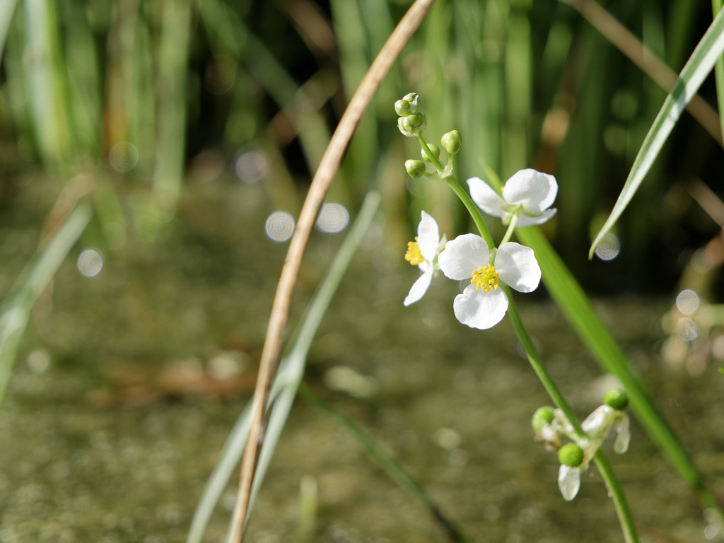 最近田んぼに咲いているｵﾊﾅﾁｬﾝ