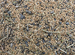 稲刈りおこぼれたち