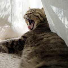 にゃんも