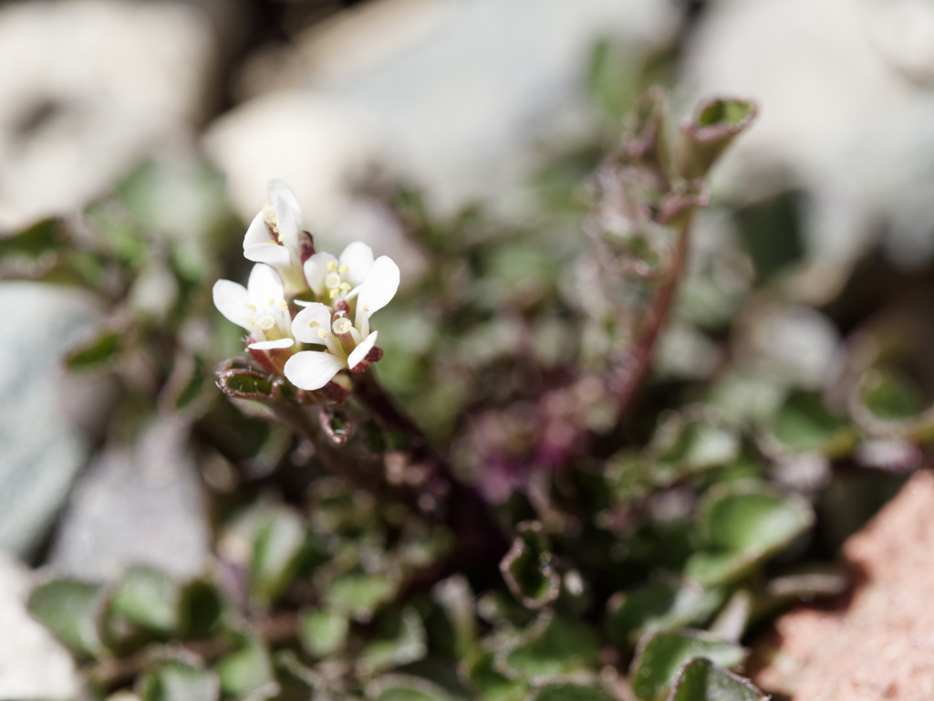 暖かくて雑草に花が咲いていた