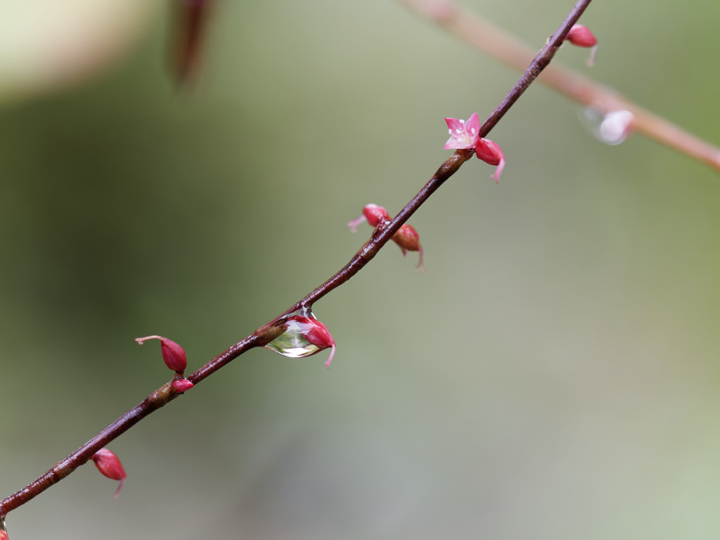 雨のおはなちゃんシリーズ