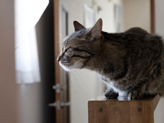 風を感じるにゃんも