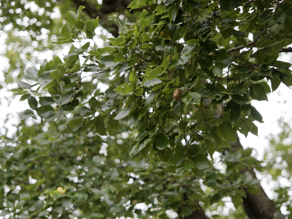 夏のわすれものシリーズ