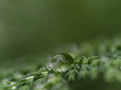 雨しずくぷるぷるシリーズ
