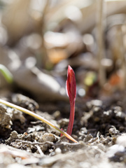 今朝のニューフェイス