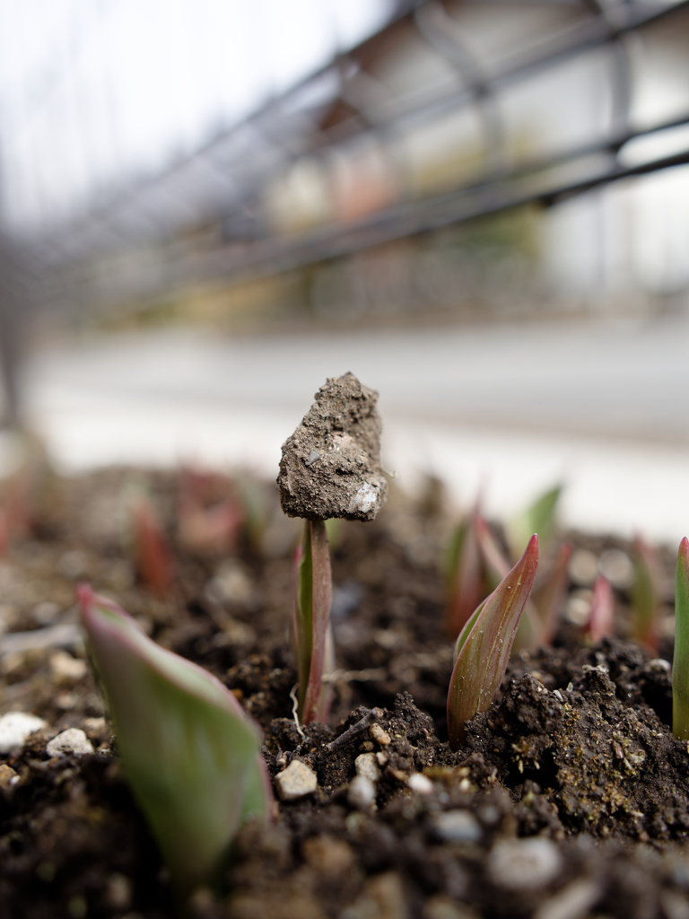 ちからもちチューリップくん