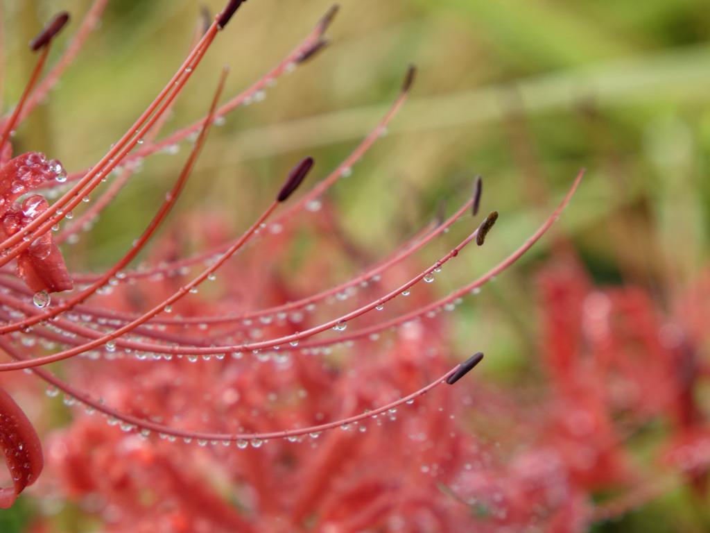 雨上がりヒガンバナくん