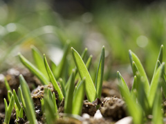 にょきにょきパラダイス