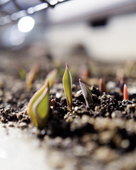 にょきにょきくん