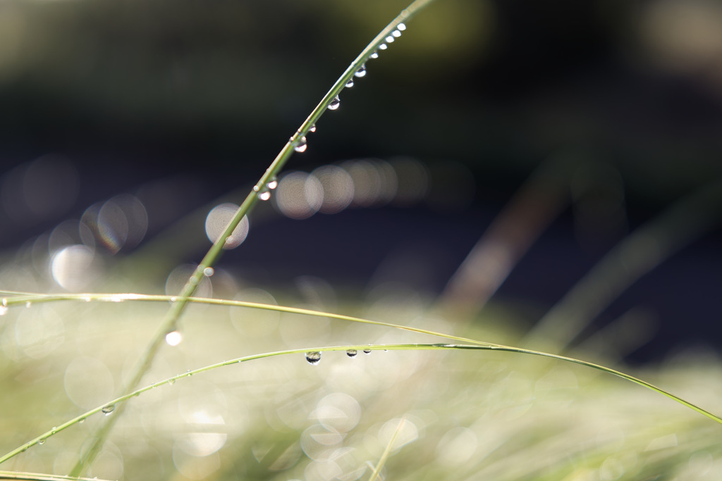 あさつゆきらきら丸