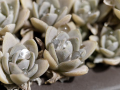 まるでジュエルシリーズ