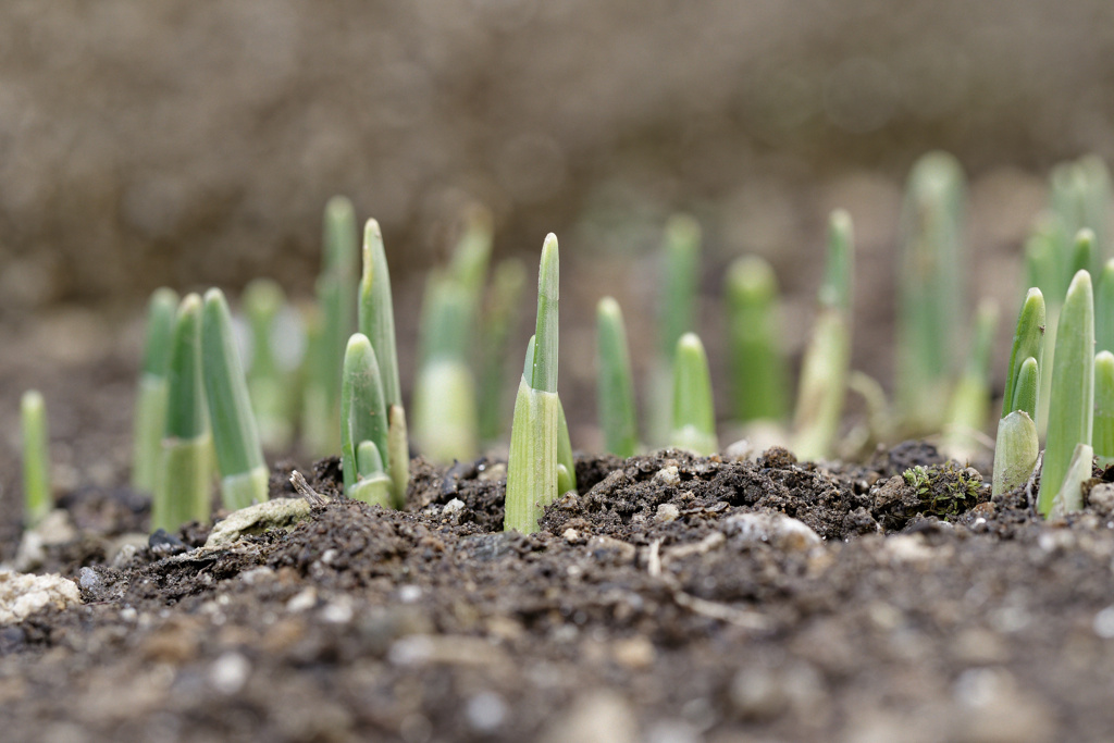 にょきにょきくん